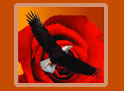 A Dozen Vintners located in Napa Valley: Eagle and Rose Estate logo image